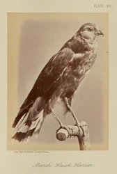 Sumpfweihe; Kornweihe
