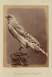 Rotschulterbussard