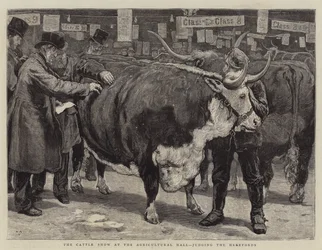 Die Viehschau in der Landwirtschaftshalle, Bewertung der Herefords