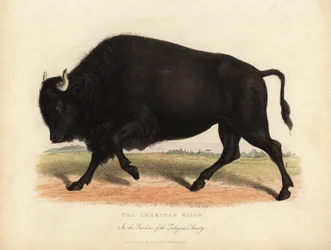 Amerikanischer Bison oder Büffel, Bison bison