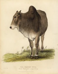 Brahma-Rinderrasse, Bos taurus indicus