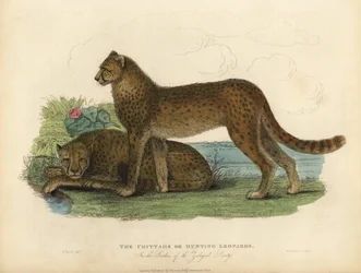 Gepard, Acinonyx jubatus