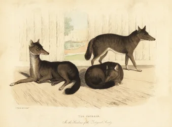 Goldschakal, Canis aureus