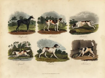 Windhund, Harrier, Foxhound, Spaniel, Pointer, Terrier