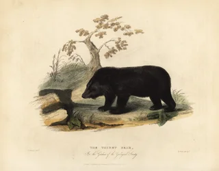 Himalaya-Schwarzbär, Ursus thibetanus laniger