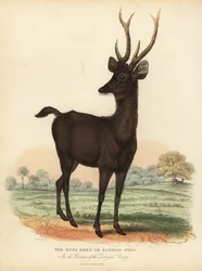 Javanischer Rusa oder Sunda-Sambar-Hirsch, Rusa timorensis. Gefährdet.