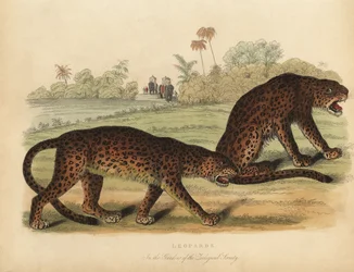 Leoparden, Panthera pardus