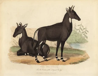 Nilgau oder blauer Stier, Boselaphus tragocamelus