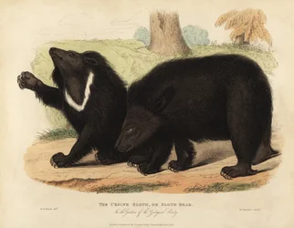 Faultierbär, Melursus ursinus. Gefährdet