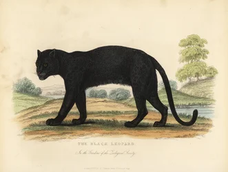 Der schwarze Leopard, Panthera pardus
