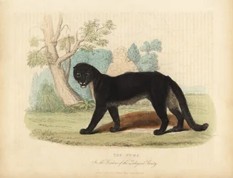 Puma