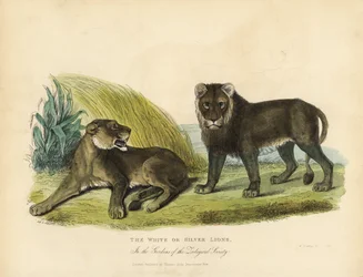 Weiße oder Silberlöwen, Panthera leo melanochaita