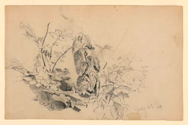 Studie von Laub