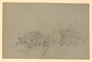 Studie von Laub