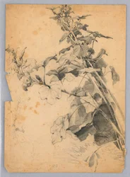 Studie von Laub