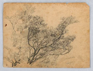 Studie von Laub