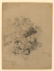 Studie von Laub