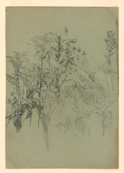 Studie von Laub