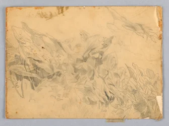 Studie von Laub