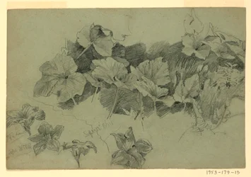 Studie von Laub