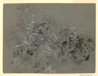 Studie von Veilchenblättern und Gras