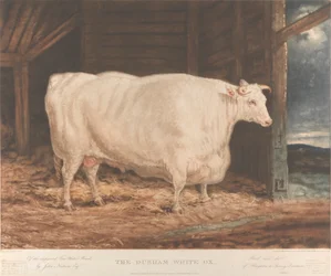 Der Durham Weiße Ochse / Von der verbesserten Tees-Wasser-Rasse, / von John Nesham, Esqr. / Gezüchtet und gefüttert / von Houghton le Spring, Durham