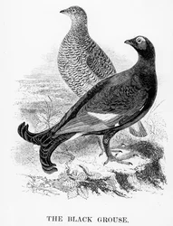 Das Birkhuhn, Illustration aus „A History of British Birds“ von William Yarrell, erstmals veröffentlicht 1843
