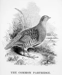 Das Rebhuhn, Illustration aus 