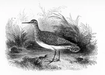 Der Flussuferläufer, Illustration aus 