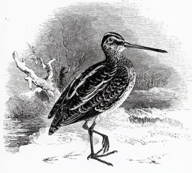 Die Bekassine, Illustration aus 