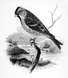 Der Kleine Birkenzeisig, Illustration aus 