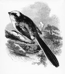 Die Schwanzmeise, Illustration aus „Eine Geschichte der britischen Vögel“ von William Yarrell, erstmals veröffentlicht 1843