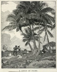 Eine Gruppe von Palmen, aus The Century Magazine, Februar 1887