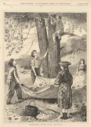 Kastaniensammeln, aus Every Saturday, 29. Oktober 1870