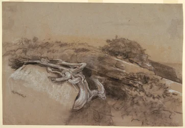 Studie von Baumwurzeln, Prout