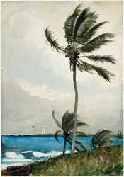 Palme, Nassau