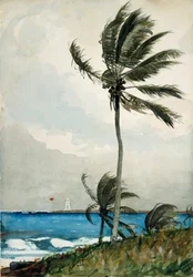 Palme, Nassau, 1898