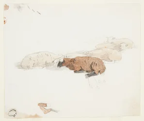 Ruhende Schafe