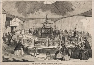 Die Aquarial Gardens, Bromfield Street, Boston, 1859
