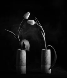 Elegante schwarze und weiße Tulpen