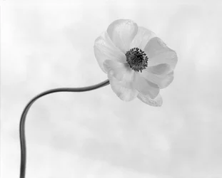 Anmutige Anemonenblume