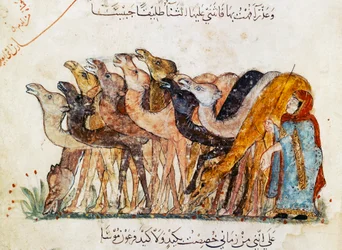 Ms Ar 5847 f.101, Kamelherde, aus 