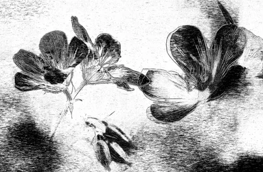 Elegante Blumenzeichnung