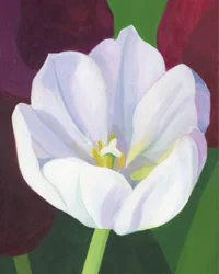 Elegante Weiße Tulpe
