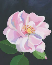 Weiche Rosa Rose