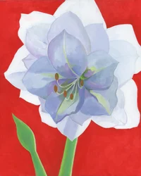Lebendige Amaryllis Blüte