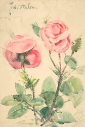 Zwei Rosen, ca. 1884-1904