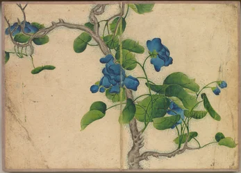 Schreibtischalbum: Blumen- und Vogelmalereien (Kletternde blaue Blumen)