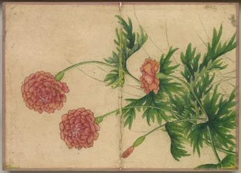 Schreibtischalbum: Blumen- und Vogelmalereien (Pfingstrose)