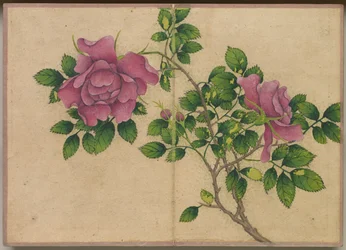 Schreibtischalbum: Blumen- und Vogelmalereien (Rose)